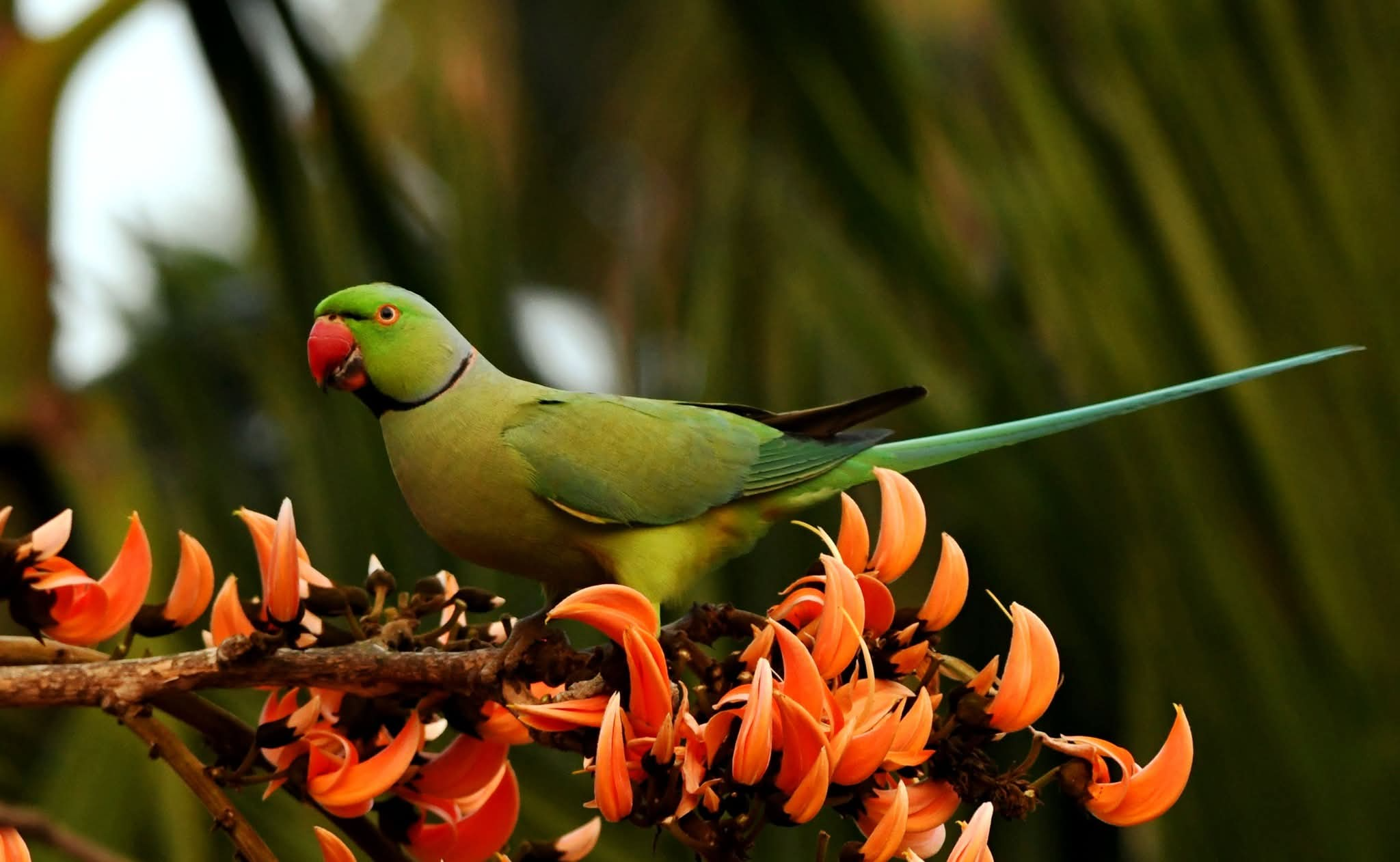 Psittacula krameri